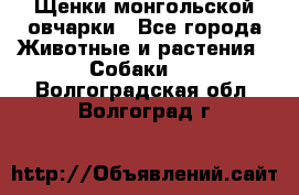 Щенки монгольской овчарки - Все города Животные и растения » Собаки   . Волгоградская обл.,Волгоград г.